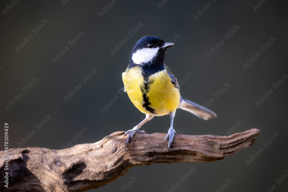 Carbonero Común, Parus Major