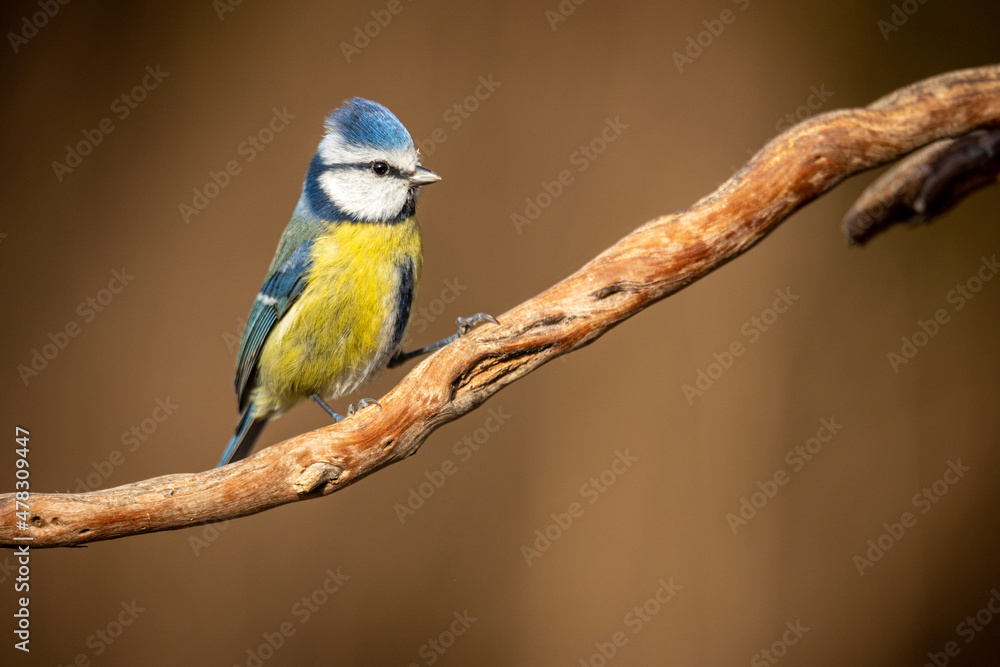Fototapeta premium Herrerillo Común, Cyanistes caeruleus 