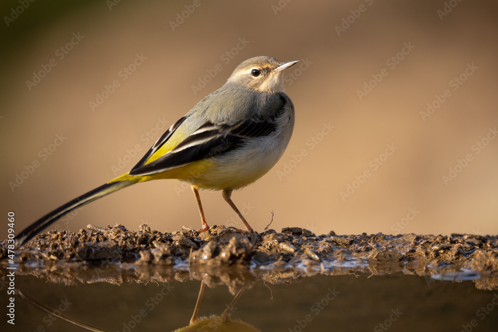 Lavandera Cascadeña, Motacilla cinerea