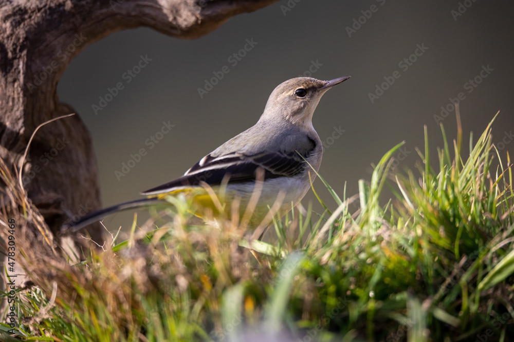Lavandera Cascadeña, Motacilla cinerea