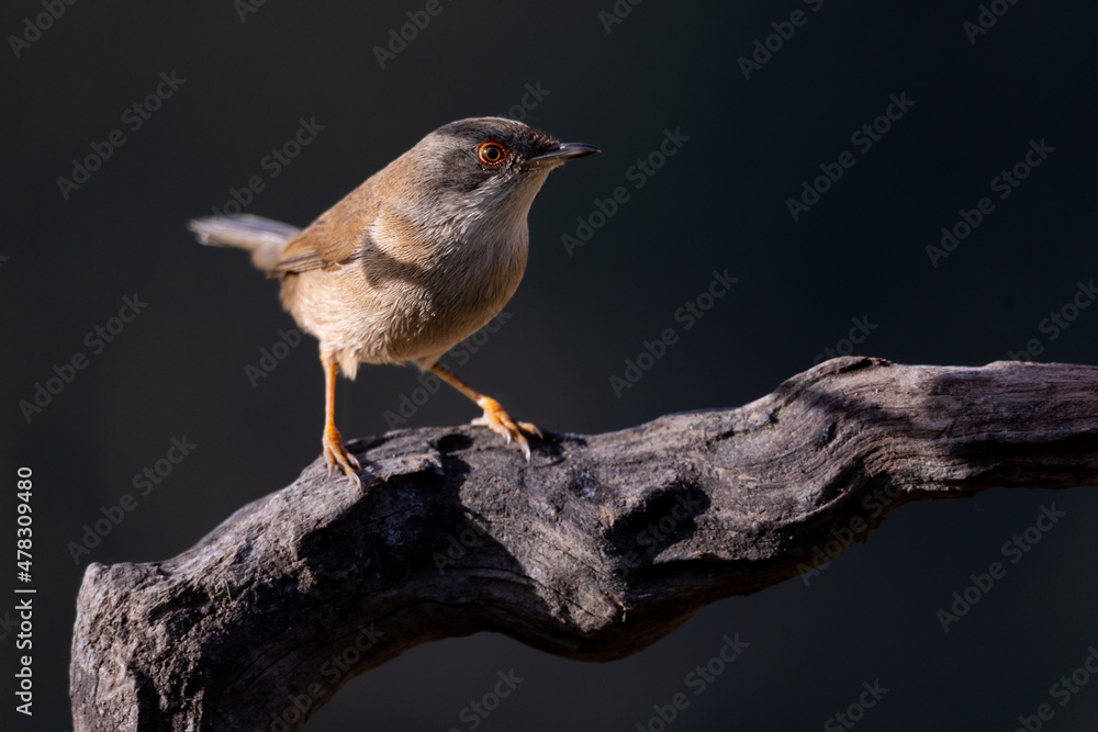 Curruca melanocephala, curruca cabecinegra hembra