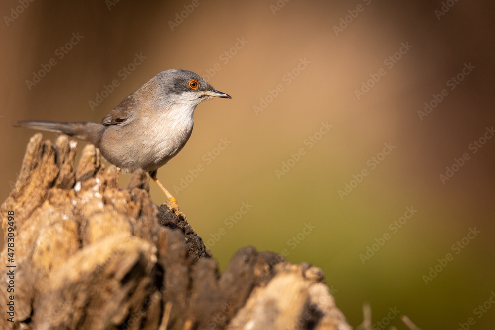 Curruca melanocephala, curruca cabecinegra hembra