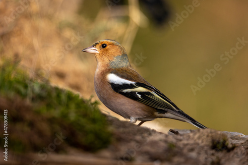 Pinzón vulgar, Fringilla coelebs