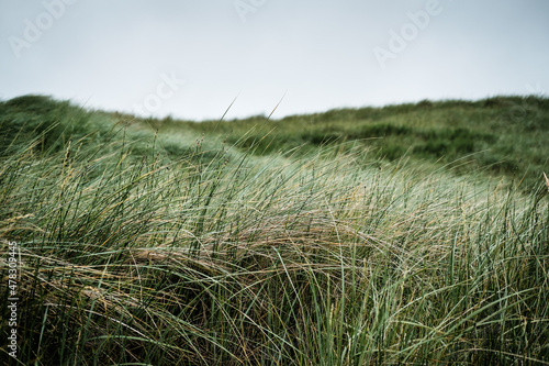 Grass in dunes