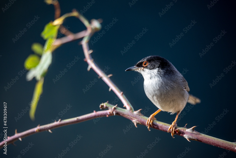 Curruca melanocephala, curruca cabecinegra