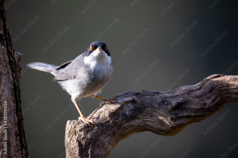 Curruca melanocephala, curruca cabecinegra