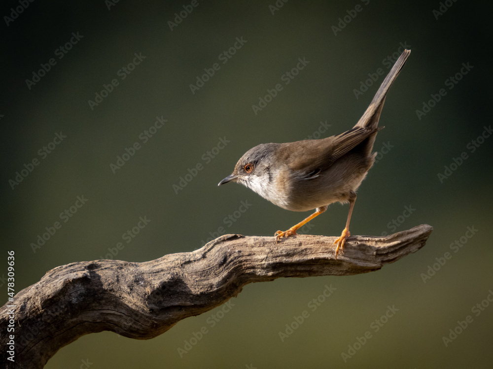 curruca melanocephala