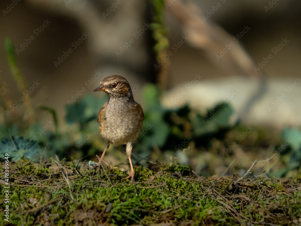 Prunella modularis, Pardal de Bardissa, Acentoer Común
