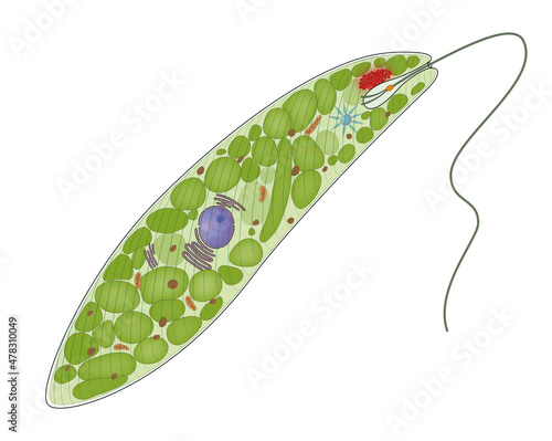 Schematic illustration of Euglena Gracilis photo