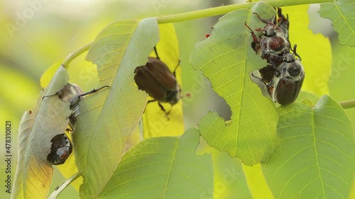 European chafer beetles (Melolontha melolontha) are eating young Walnut leaves. Harmful agricultural beatles