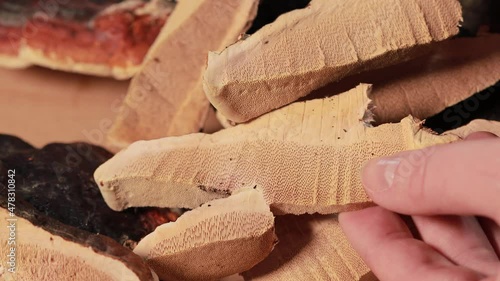 Sliced Ganoderma Lucidum mushroom (also called as Reishi mushroom or Lingzhi mushroom) on wooden background. Chinese herbal medicine