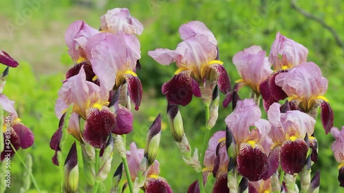 Flowers of  bearded iris (Iris germanica) on a green background of meadow grasses
