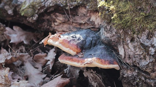 Ganoderma Lucidum mushroom (also called as Reishi mushroom or Lingzhi mushroom) grows at the rotten tree in the forest