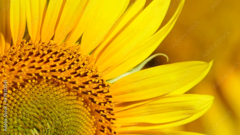 Close up macro of yellow flower sunflower and honey bee collecting pollen. Slow motion Close up macro of yellow flower sunflower and honey bee collecting pollen. Slow motion