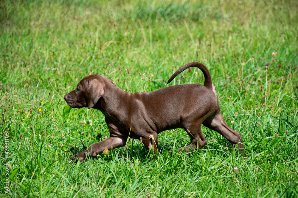 viszla puppy in grass viszla puppy in grass