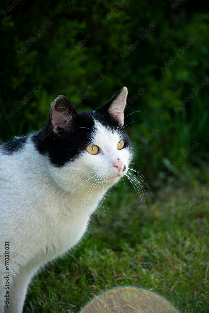 white cat on the grass