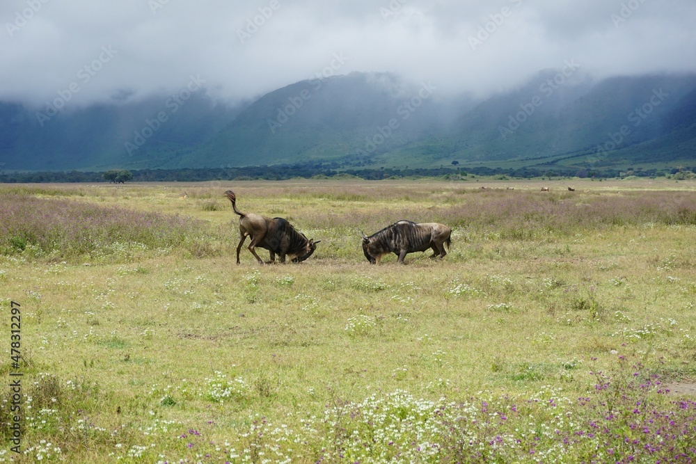 Fototapeta premium Two male wildebeest, gnus, about to start a fight, Ngorongoro Crater