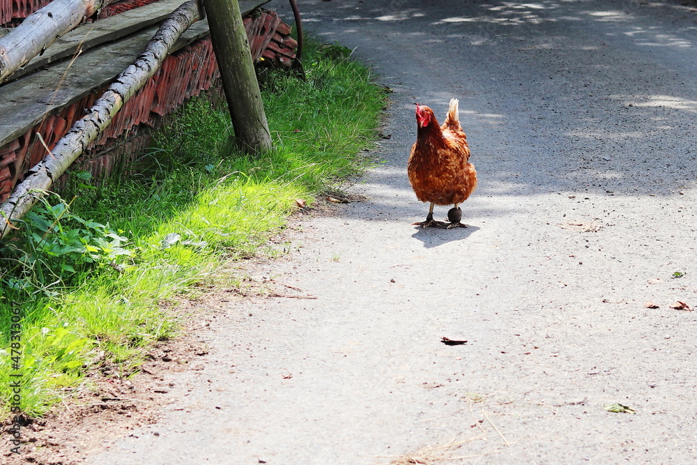 Fototapeta premium A brown sick hen walks along the path, folded old building material. Sunny day. Wild poultry. Free range of hens. Happy old hen.