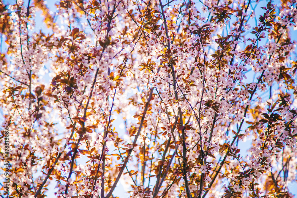 Blooming spring trees on the background of the sky. Selective focus. Blooming spring trees on the background of the sky. Selective focus.