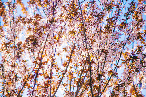 Blooming spring trees on the background of the sky. Selective focus.