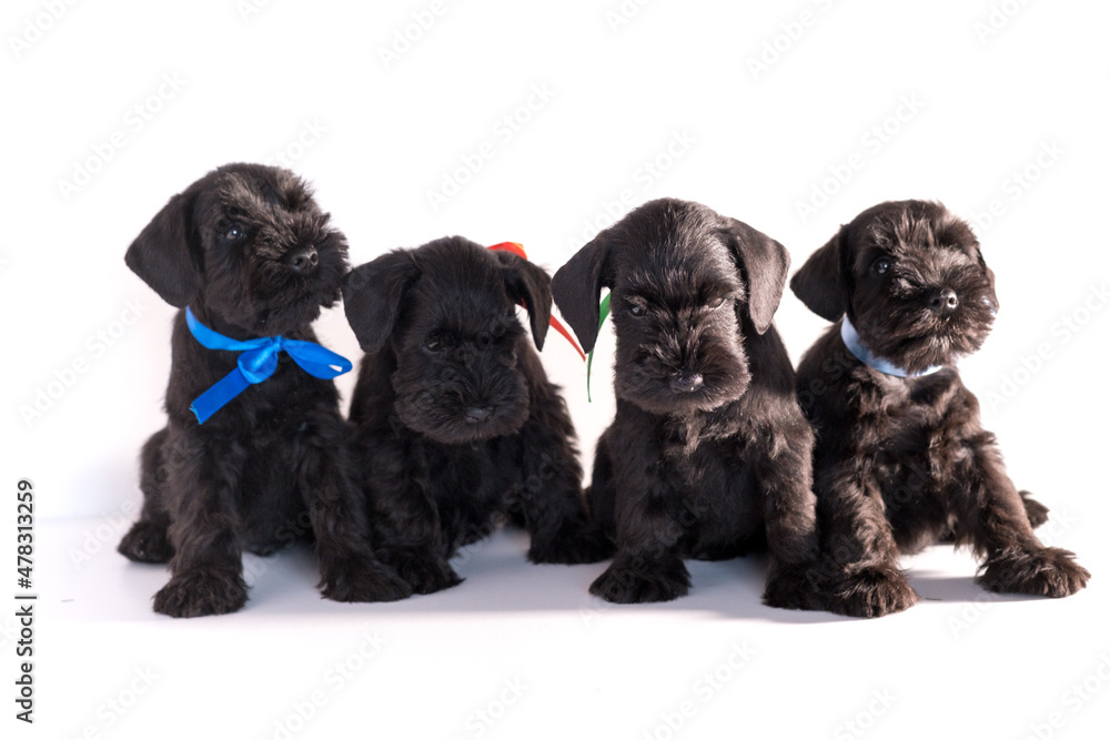 Four Snauzer dog isolated on white background. Groups miniature schnauzer puppy. Four Snauzer dog isolated on white background. Groups miniature schnauzer puppy.