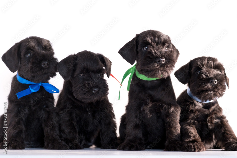 Four Snauzer dog isolated on white background. Groups miniature schnauzer puppy. Four Snauzer dog isolated on white background. Groups miniature schnauzer puppy.