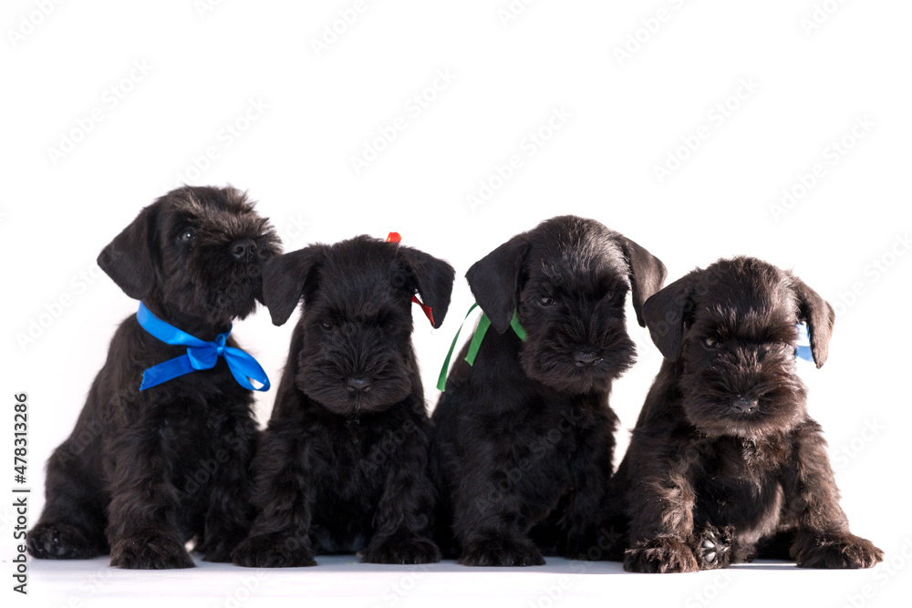 Four Snauzer dog isolated on white background. Groups miniature schnauzer puppy. Four Snauzer dog isolated on white background. Groups miniature schnauzer puppy.