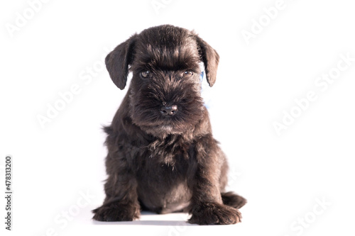 Snauzer dog isolated on white background. Miniature schnauzer puppy.