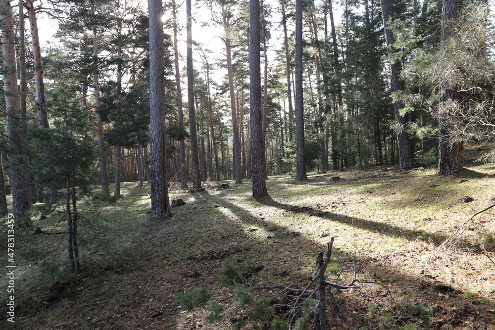 Obraz premium Parque