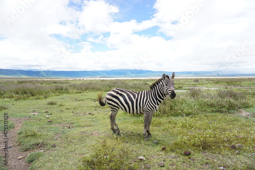 Passing an excited zebra in the Ngorongoro Crater National Park