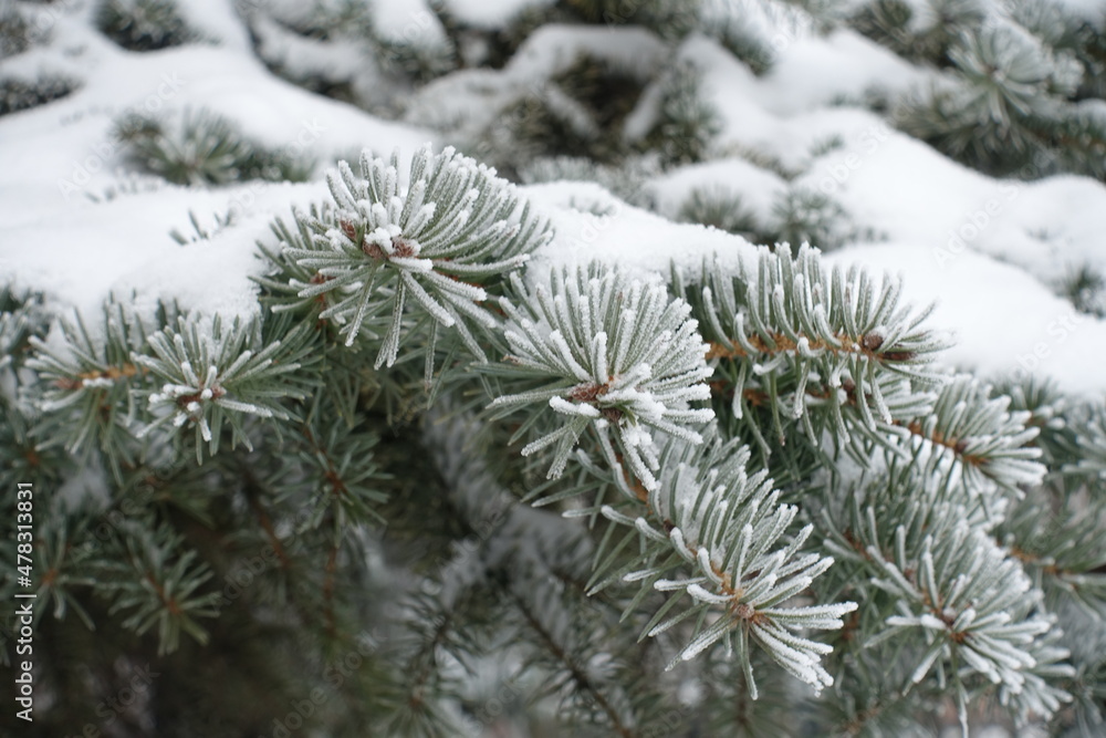 Close view of branch of blue spruce  covered with hoarfrost and snow in mid January