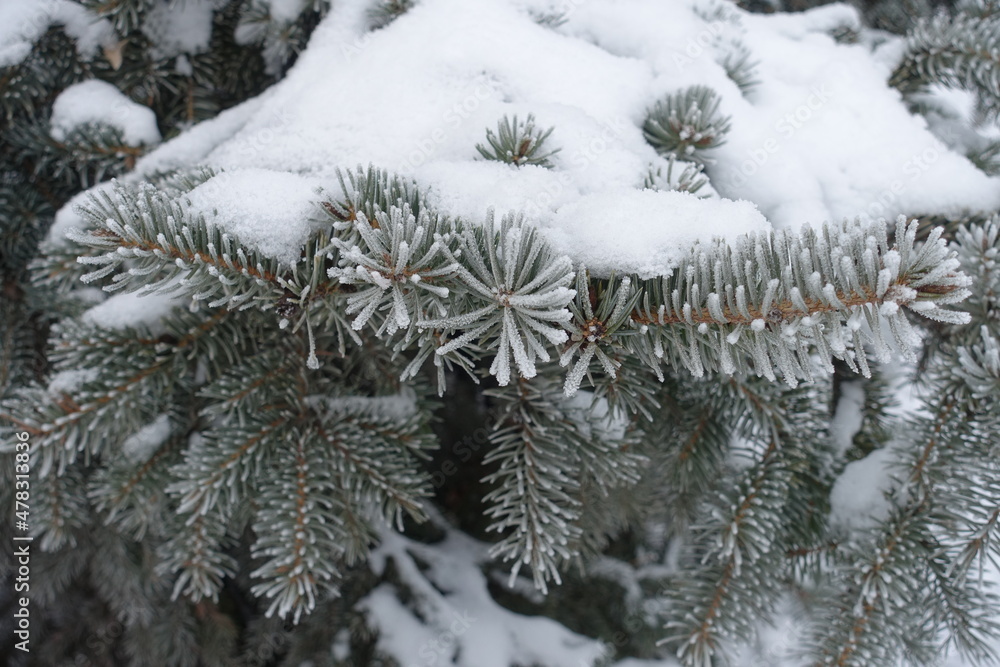 Heavy snow and hoarfrost covering branches of blue spruce in mid January