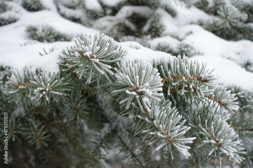 Close view of branch of blue spruce  covered with hoarfrost and snow in mid January