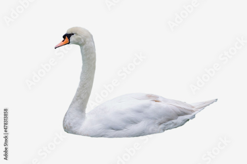 Beautiful white swan isolated on white background.