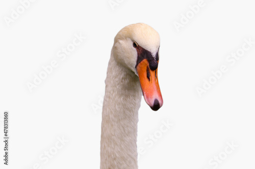 Head of white Swan isolated on white background