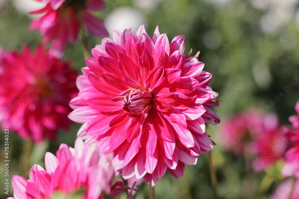 close-up of a blossom of a flower in summer, photographed in nature close-up of a blossom of a flower in summer, photographed in nature