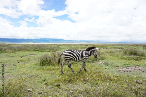Close-up on a beautiful Zebra in the Ngorongoro Crater National Park