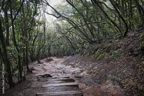 Anaga Rural Park Tenerife  laurel forest in the fog in December