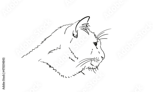 Cat head in profile vector freehand drawing