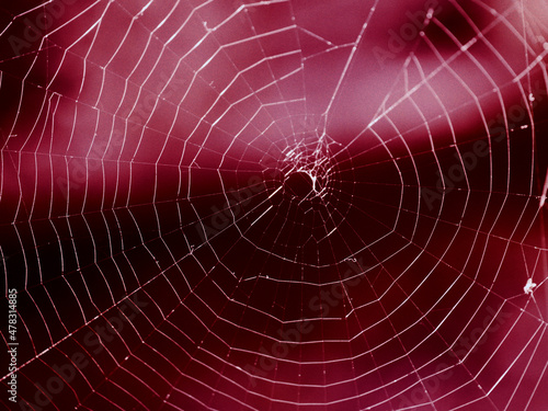 evanescent cobweb on purple background