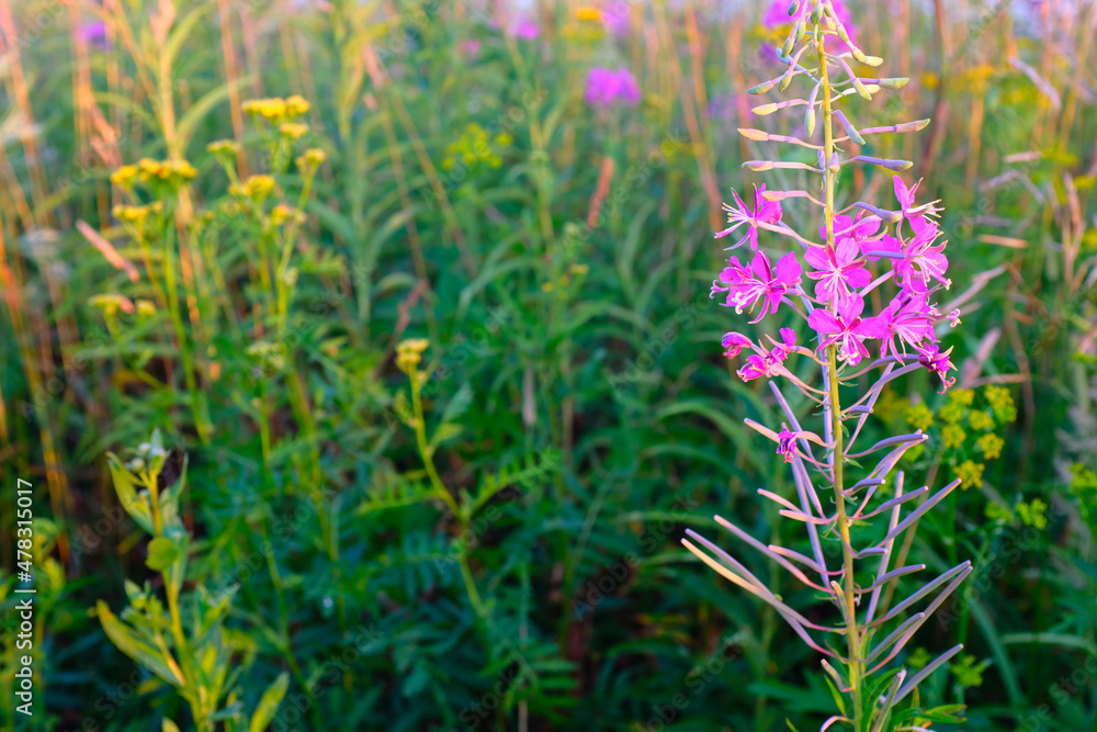 Fireweed flowers on the meadow, close-up. Beautiful magenta flowers of Fireweed for publication, design, poster, calendar, post, screensaver, wallpaper, postcard, card, banner, cover, website
