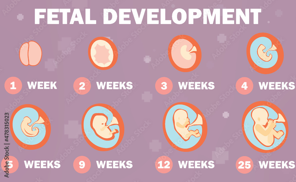 2d illustration Fetal Development system Stock Illustration Biology Diagrams