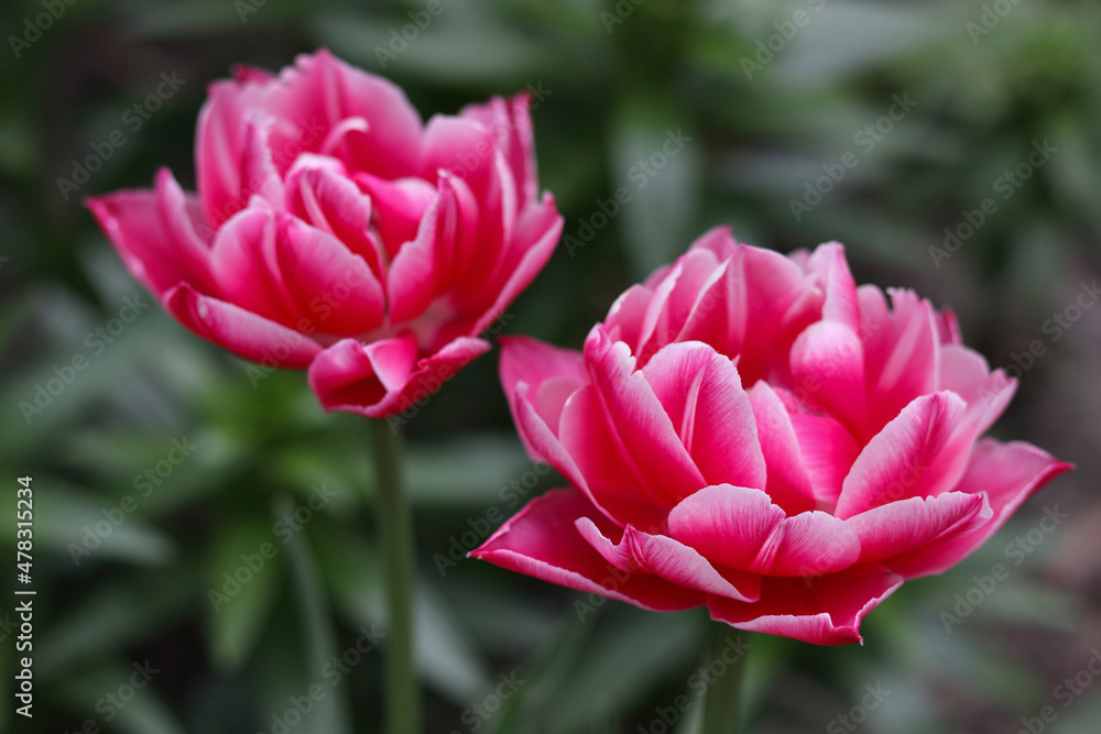 Obraz premium Flowers .Pink tulip. Top view of beautiful pink petal of Tulip flower with green leaves of flowers in the background with copy space. Tulip flower with green leaf background for postcard decoration. 