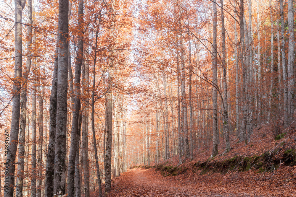 São Lourenço Beech Tree Forest, pathway leaves fall in ground landscape on autumnal background in November, Manteigas, Serra da Estrela, Portugal. São Lourenço Beech Tree Forest, pathway leaves fall in ground landscape on autumnal background in November, Manteigas, Serra da Estrela, Portugal.