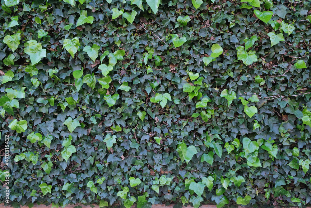 A wall covered with ivy A wall covered with ivy