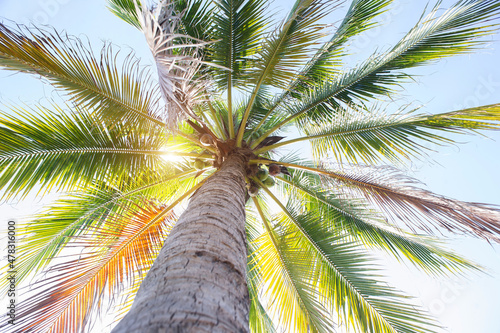 Isolated coconut tree on white background. The collection of coconut trees.perfume.