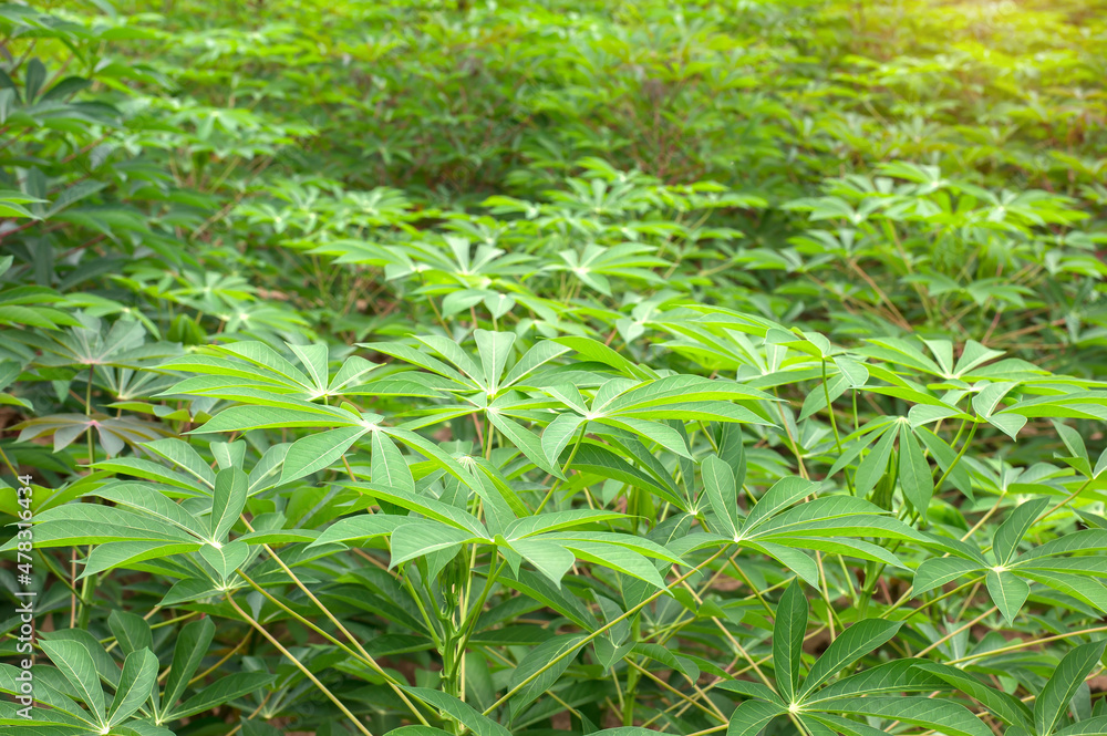 row of cassava tree in field. Growing cassava, young shoots growing. The cassava is the tropical food plant,it is a cash crop in Thailand. This is the landscape of cassava plantation in the Thailand. row of cassava tree in field. Growing cassava, young shoots growing. The cassava is the tropical food plant,it is a cash crop in Thailand. This is the landscape of cassava plantation in the Thailand.