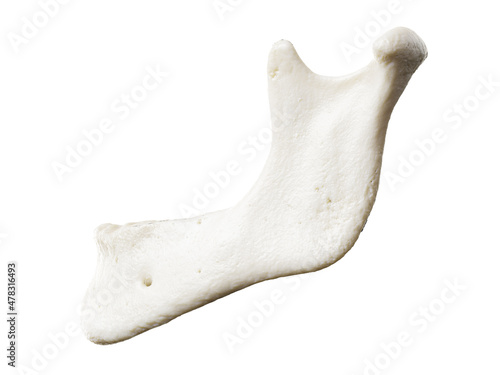 3d rendered illustration of the jaw