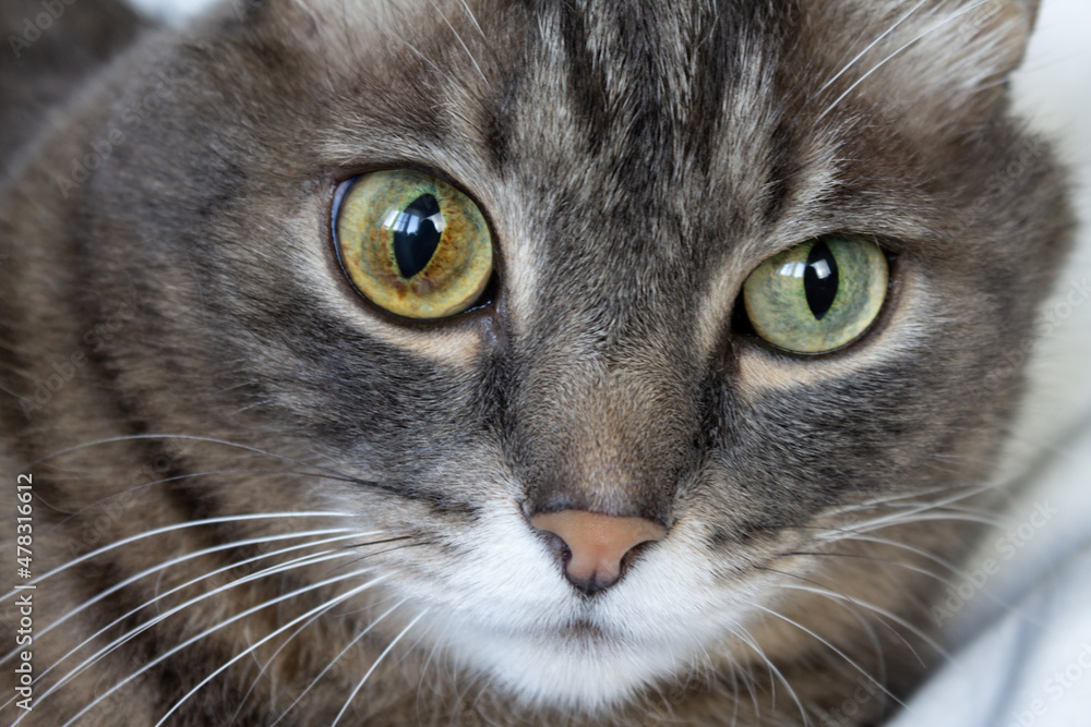 Cute gray striped domestic cat with eyes of different colors, close-up. Eye diseases in cats