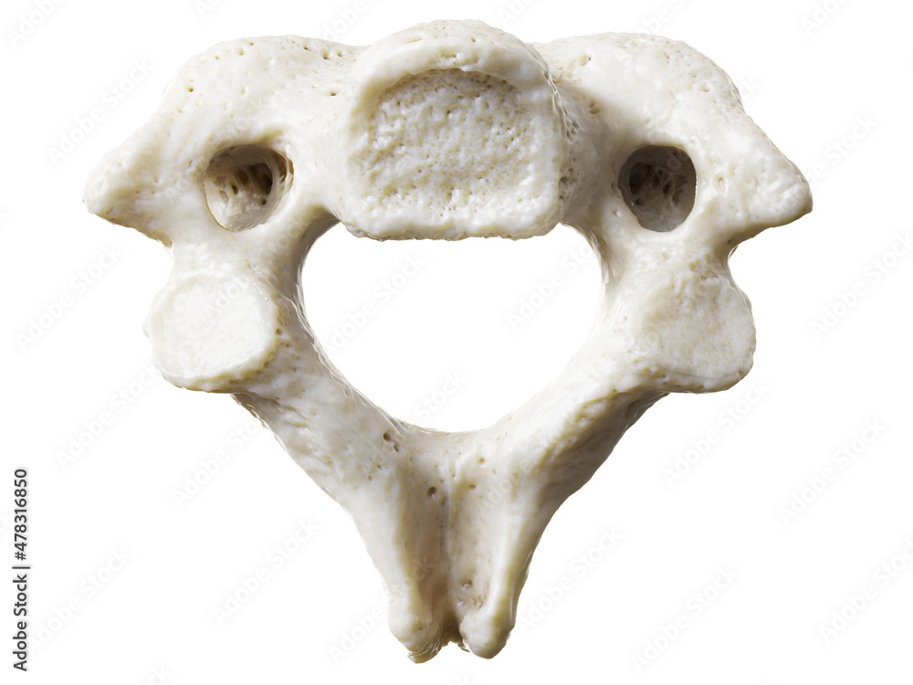 3d rendered illustration of the axis vertebrae 3d rendered illustration of the axis vertebrae